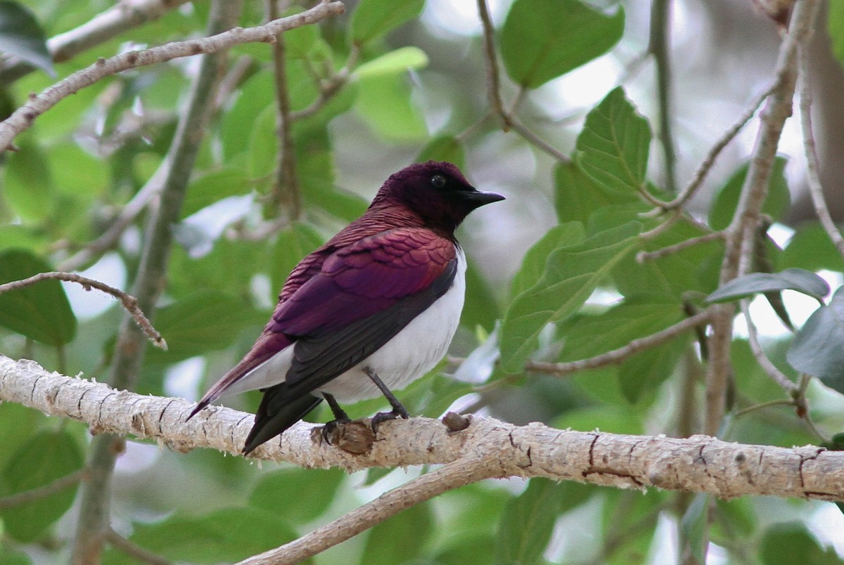 Violet-backed Starling - John Martin