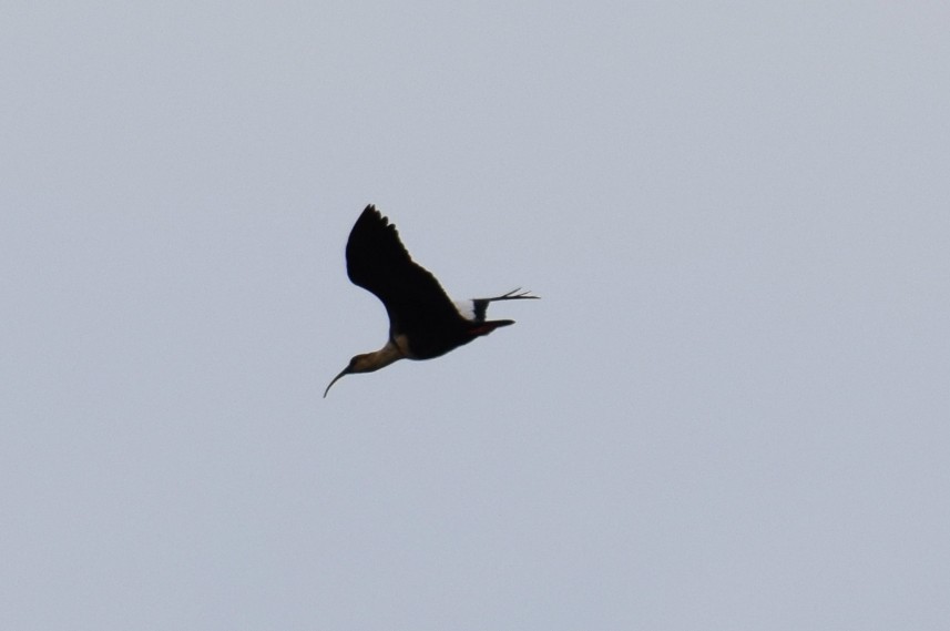 Black-faced Ibis - vukasin marinovic