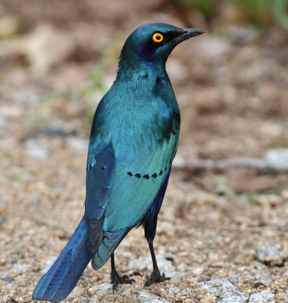 Greater Blue-eared Starling - John Martin