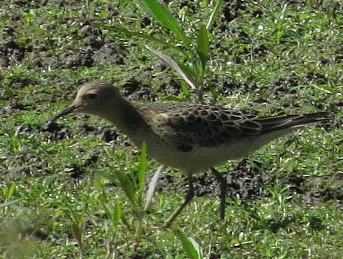 Buff-breasted Sandpiper - ML69705311