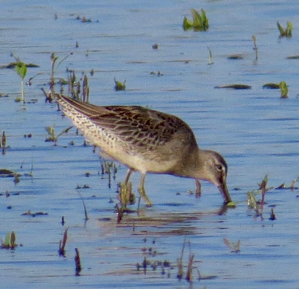 Long-billed Dowitcher - Don Glasco