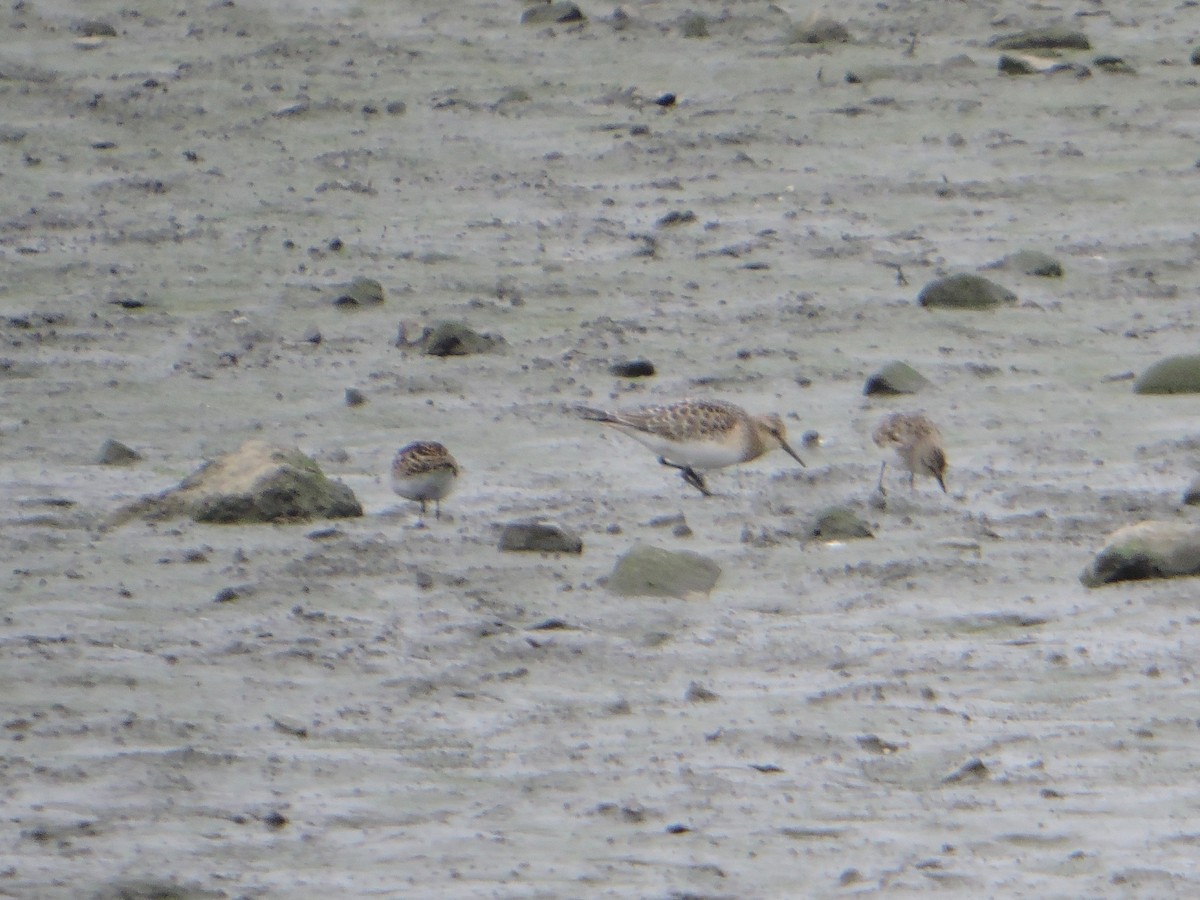 Baird's Sandpiper - ML69708091