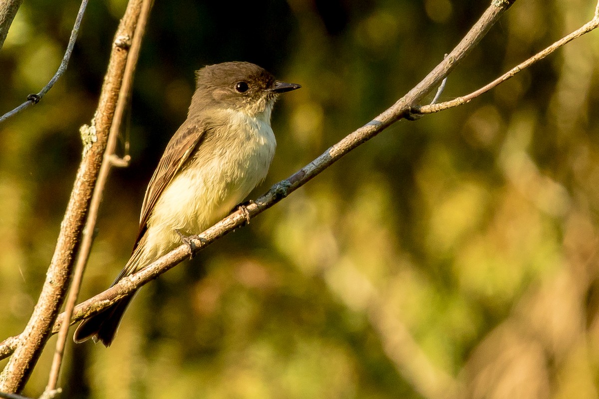 Eastern Phoebe - ML69710191