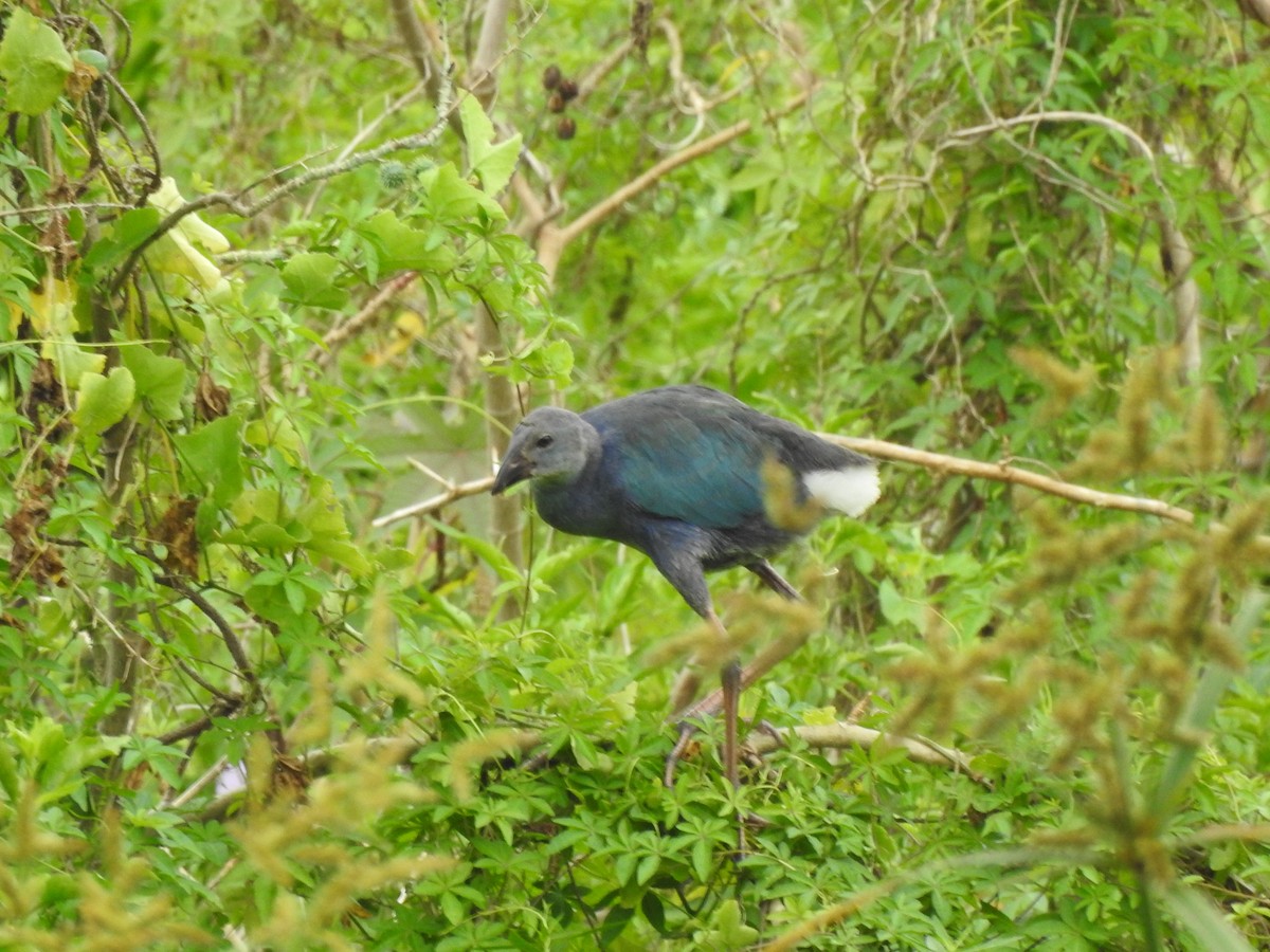 Gray-headed Swamphen - Ravikumar K