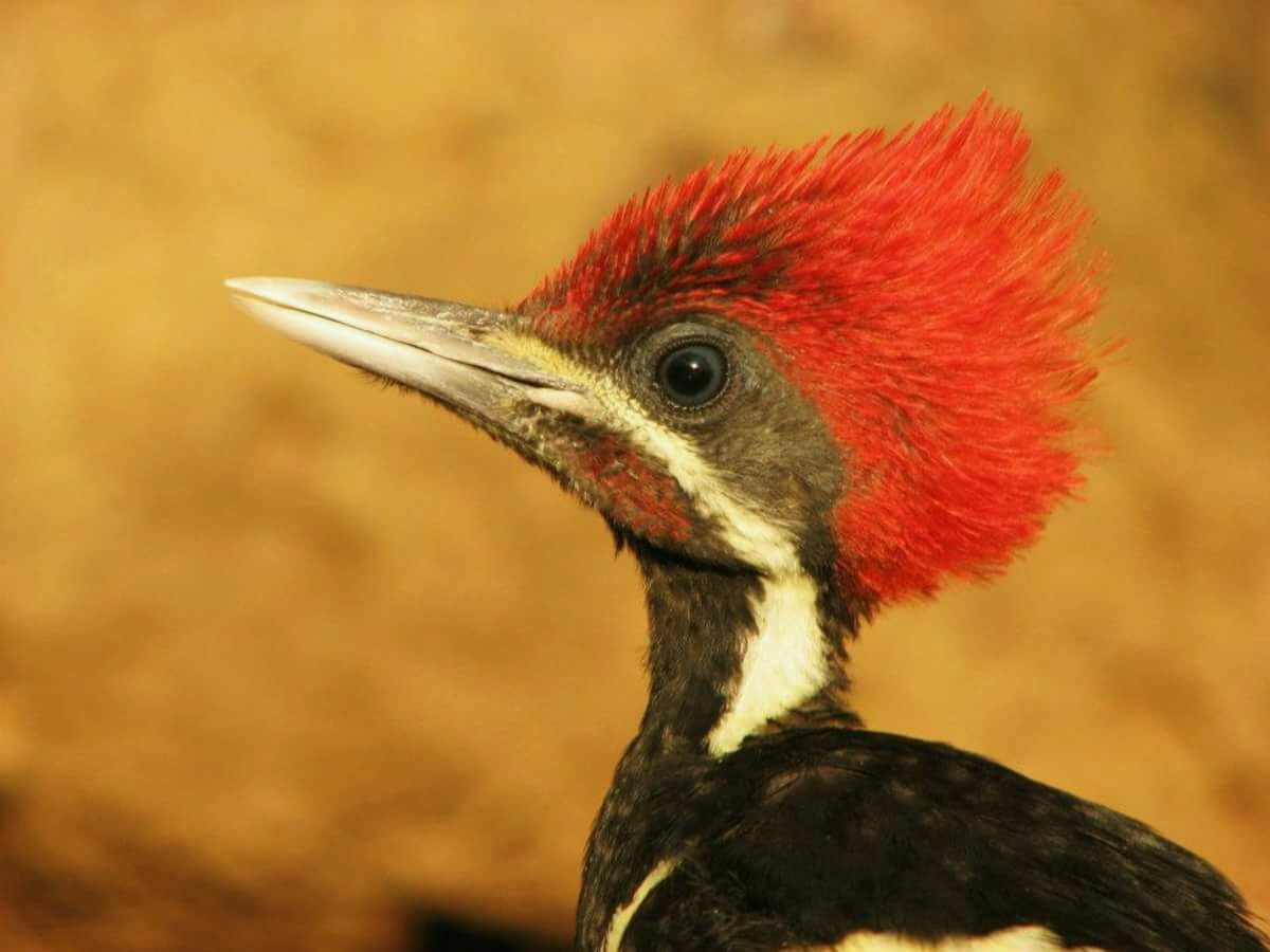 Lineated Woodpecker - ML69712291