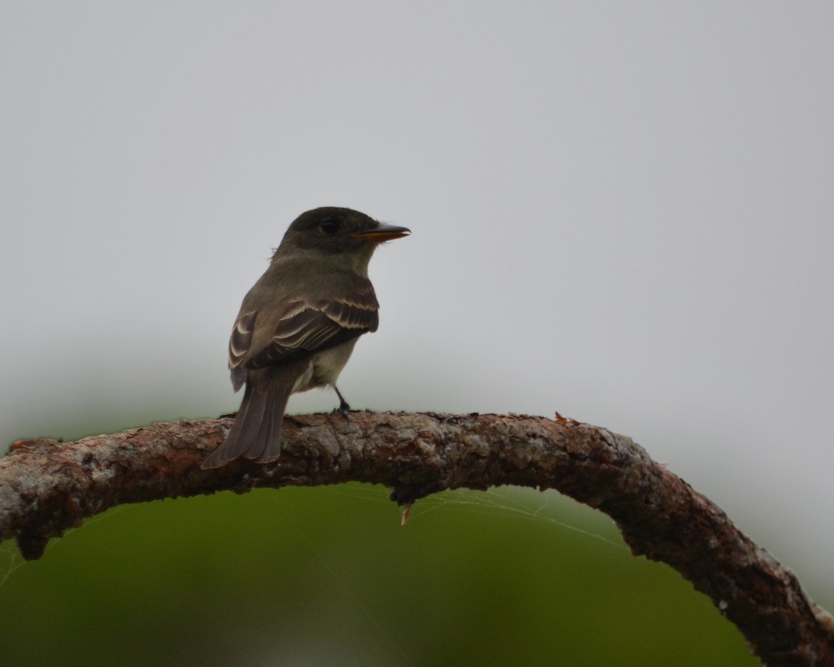 Eastern Wood-Pewee - ML69712981