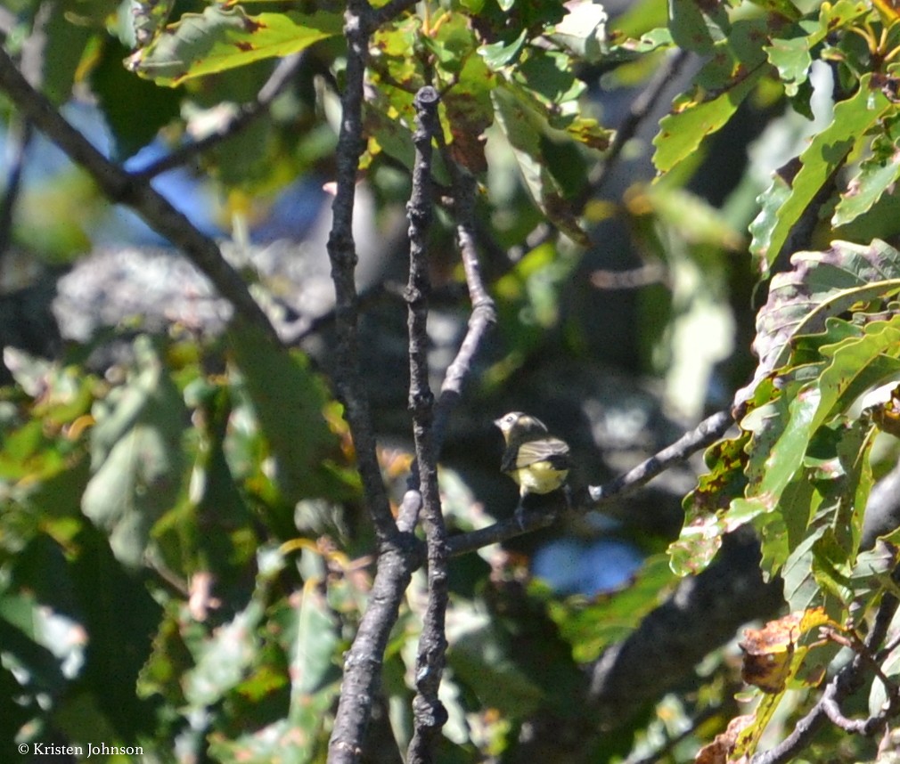 Philadelphia Vireo - ML69713601