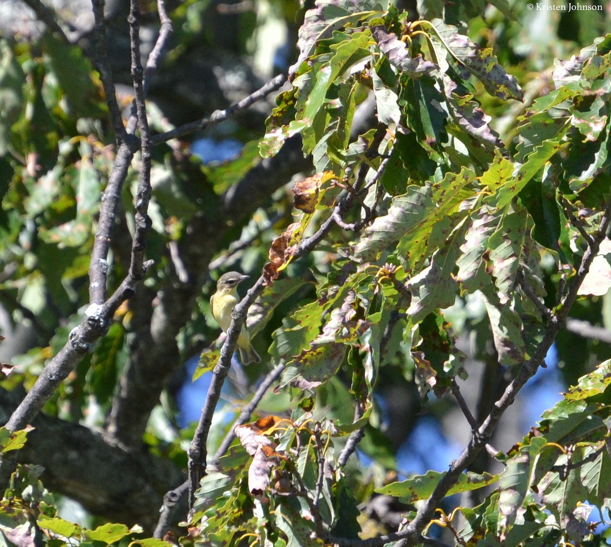Philadelphia Vireo - ML69713631