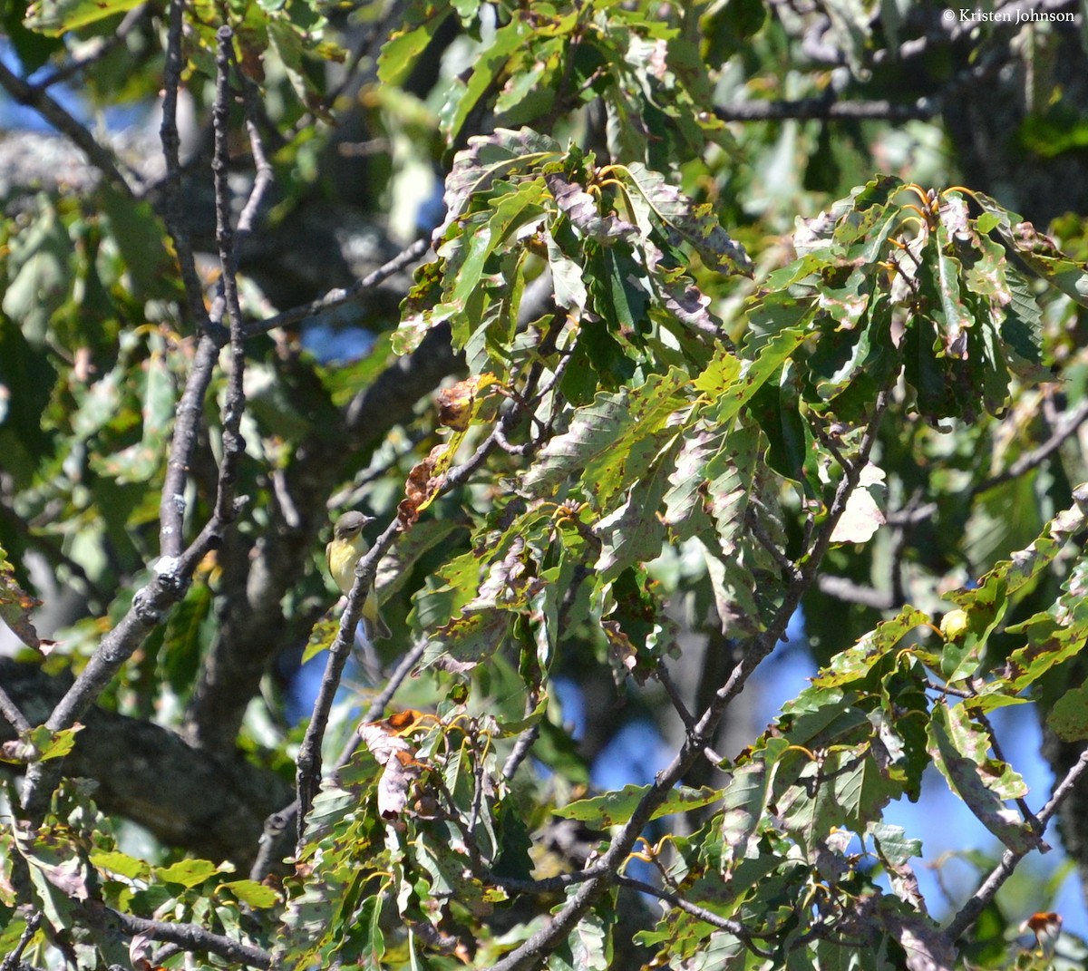 Philadelphia Vireo - ML69713641