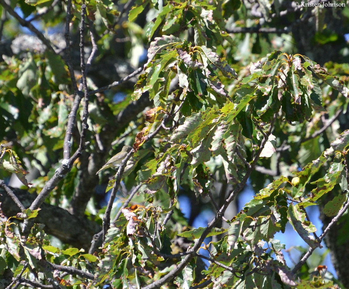 Philadelphia Vireo - ML69713651