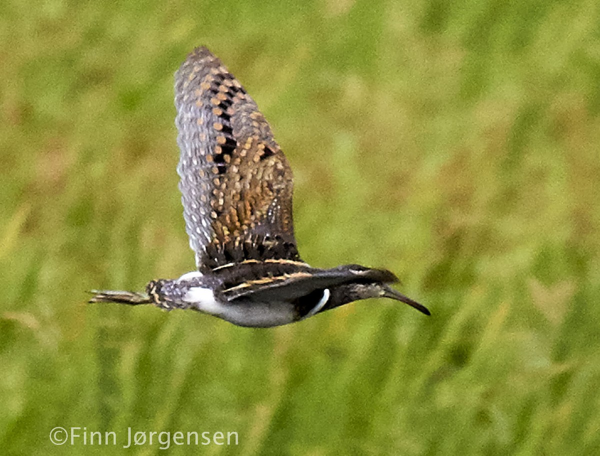 Greater Painted-Snipe - ML69714531