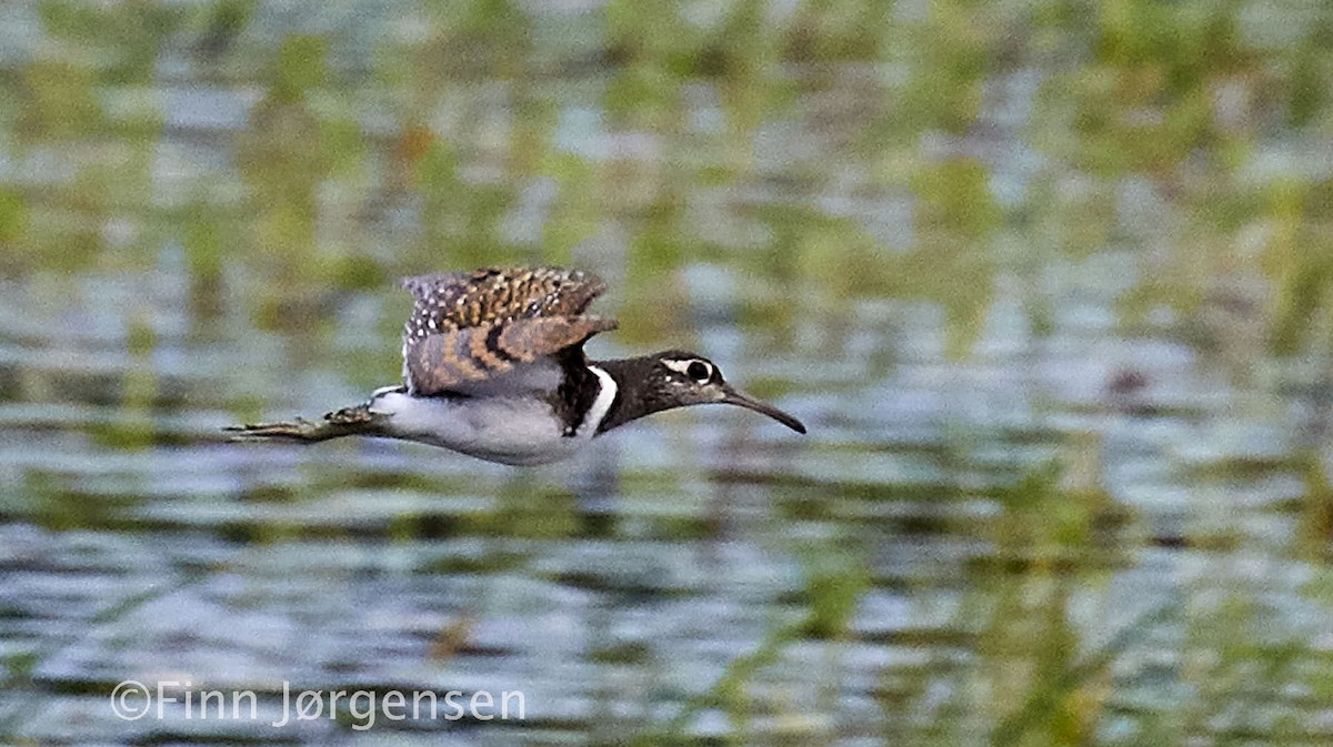 Greater Painted-Snipe - ML69714551