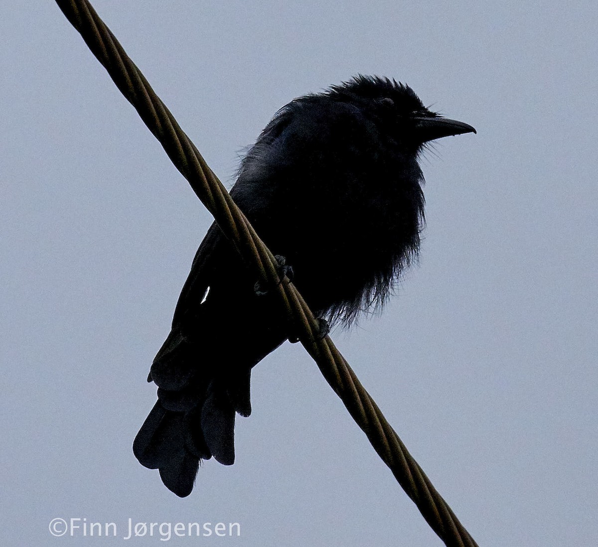 Fork-tailed Drongo - ML69714871