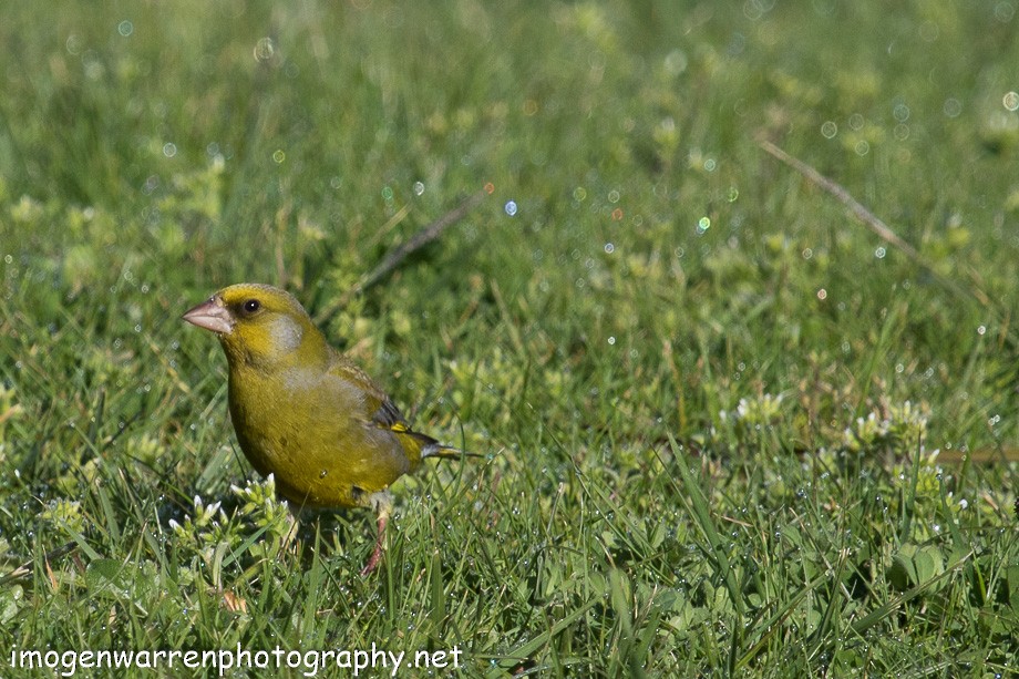 European Greenfinch - ML69717601