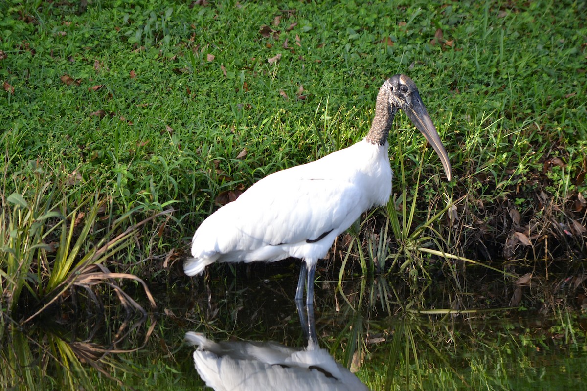 Wood Stork - ML69718021