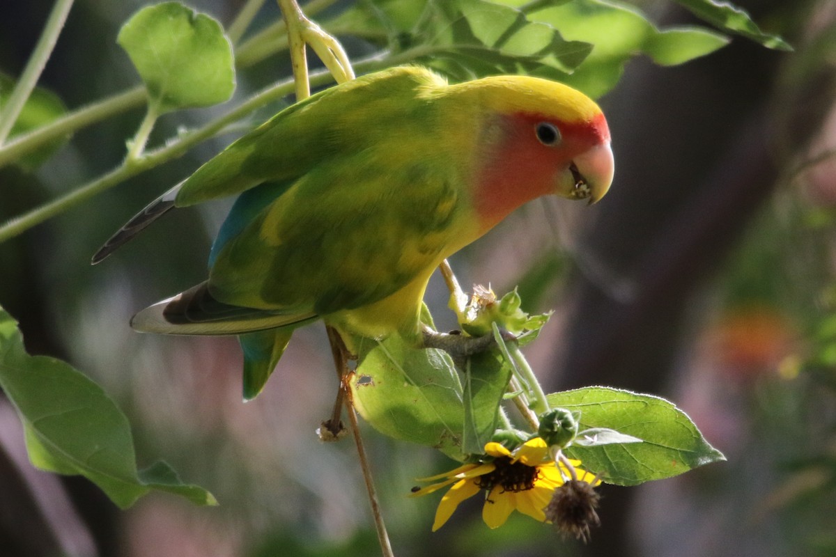 Rosy-faced Lovebird - Louis Hoeniger