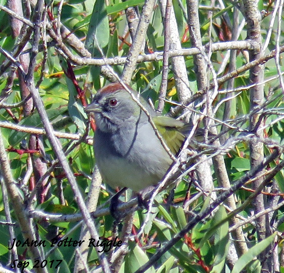 Green-tailed Towhee - ML69722121