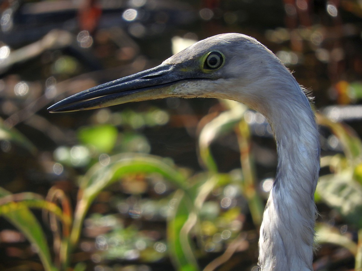 Pacific Heron - ML69724201