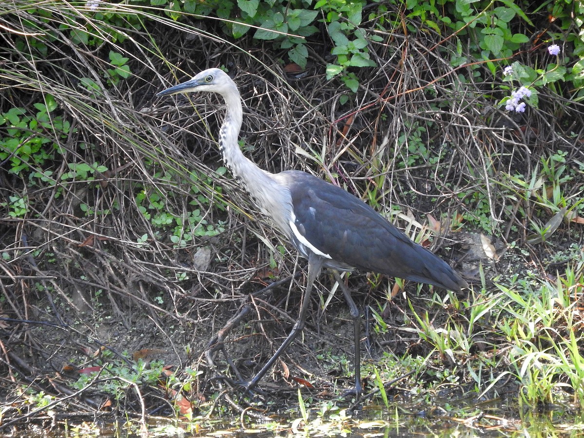 Pacific Heron - ML69724221