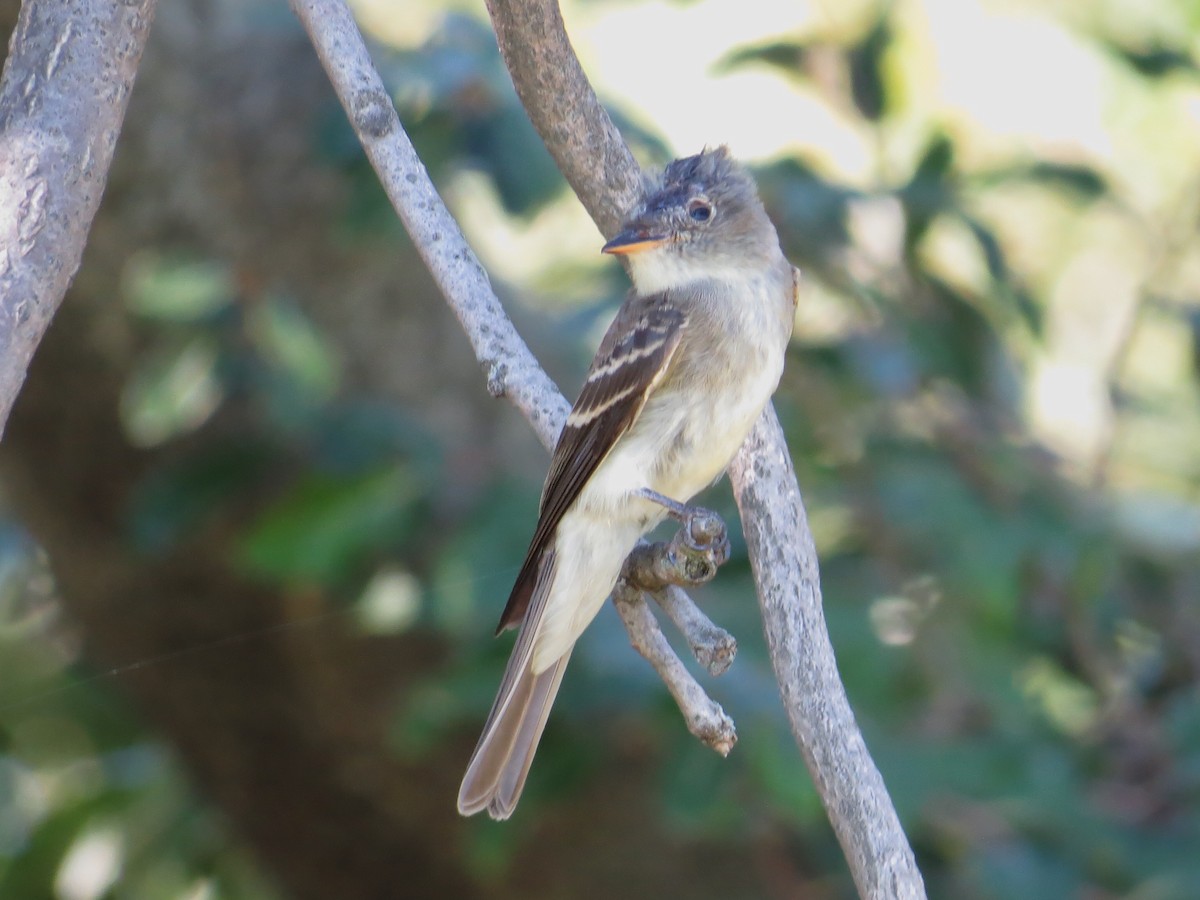 Eastern Wood-Pewee - ML69726331