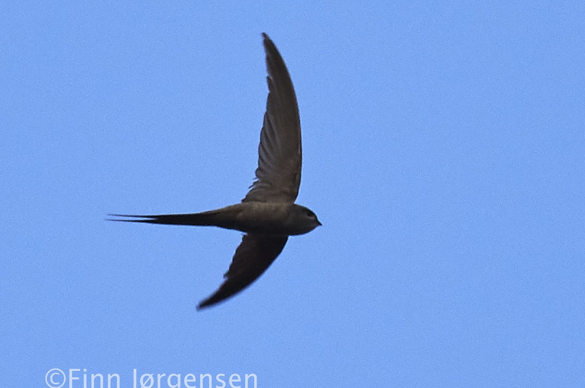 African Palm Swift - Finn Jørgensen