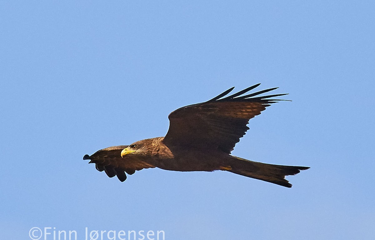 Black Kite (Yellow-billed) - ML69727411