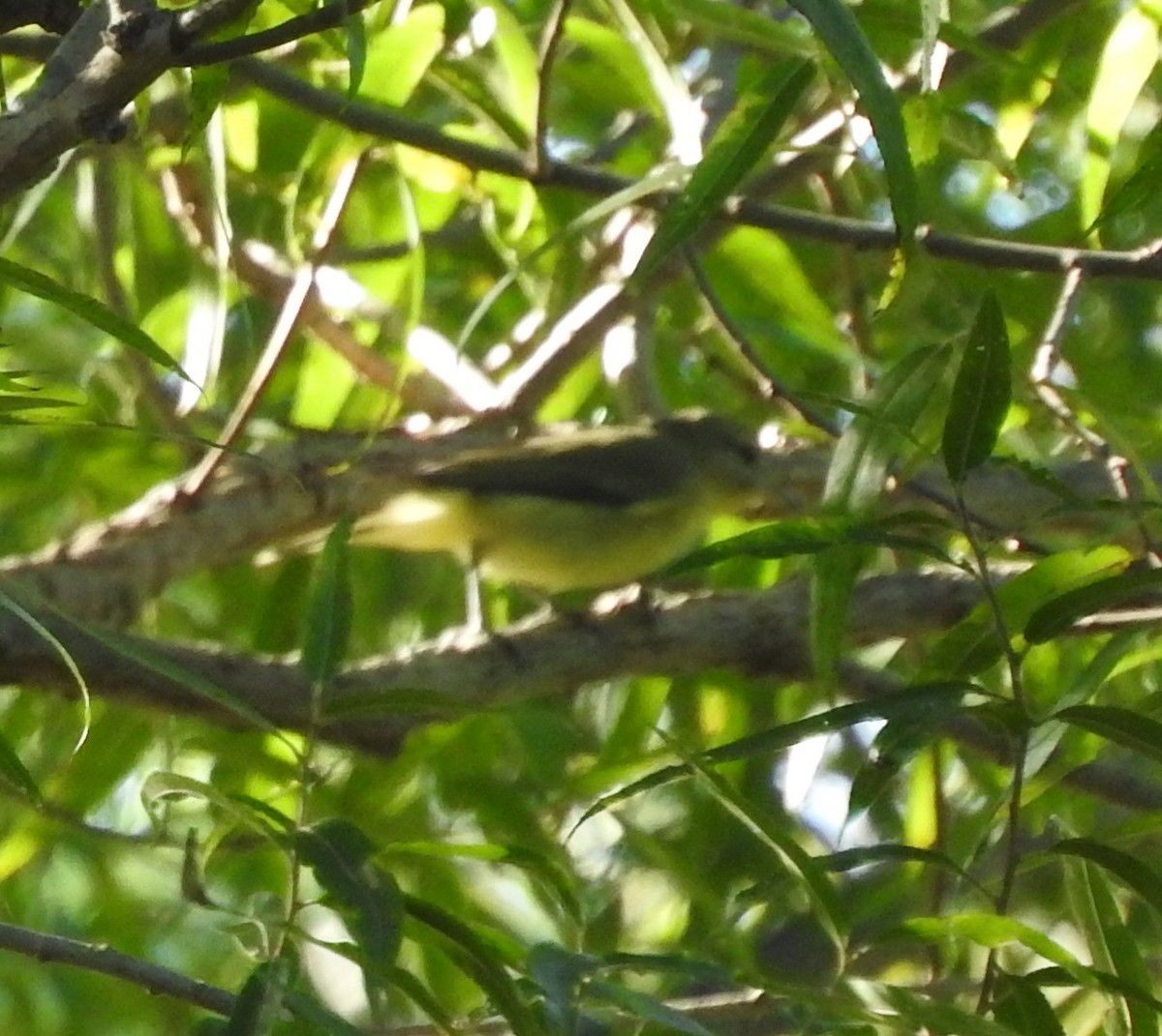 Philadelphia Vireo - ML69727421