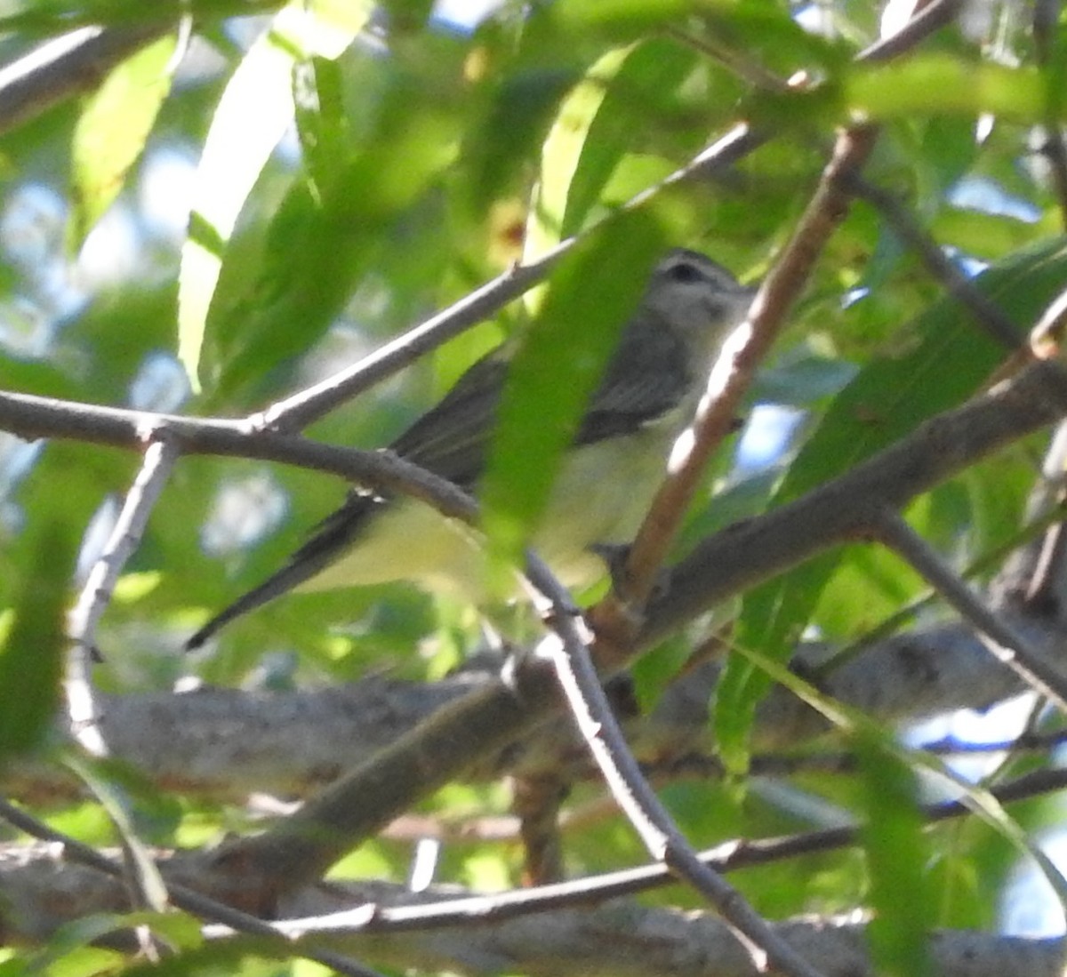 Philadelphia Vireo - ML69727431