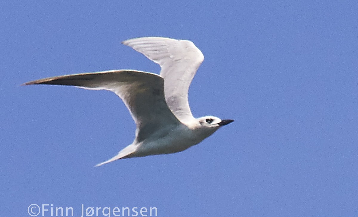 Gull-billed Tern - Finn Jørgensen