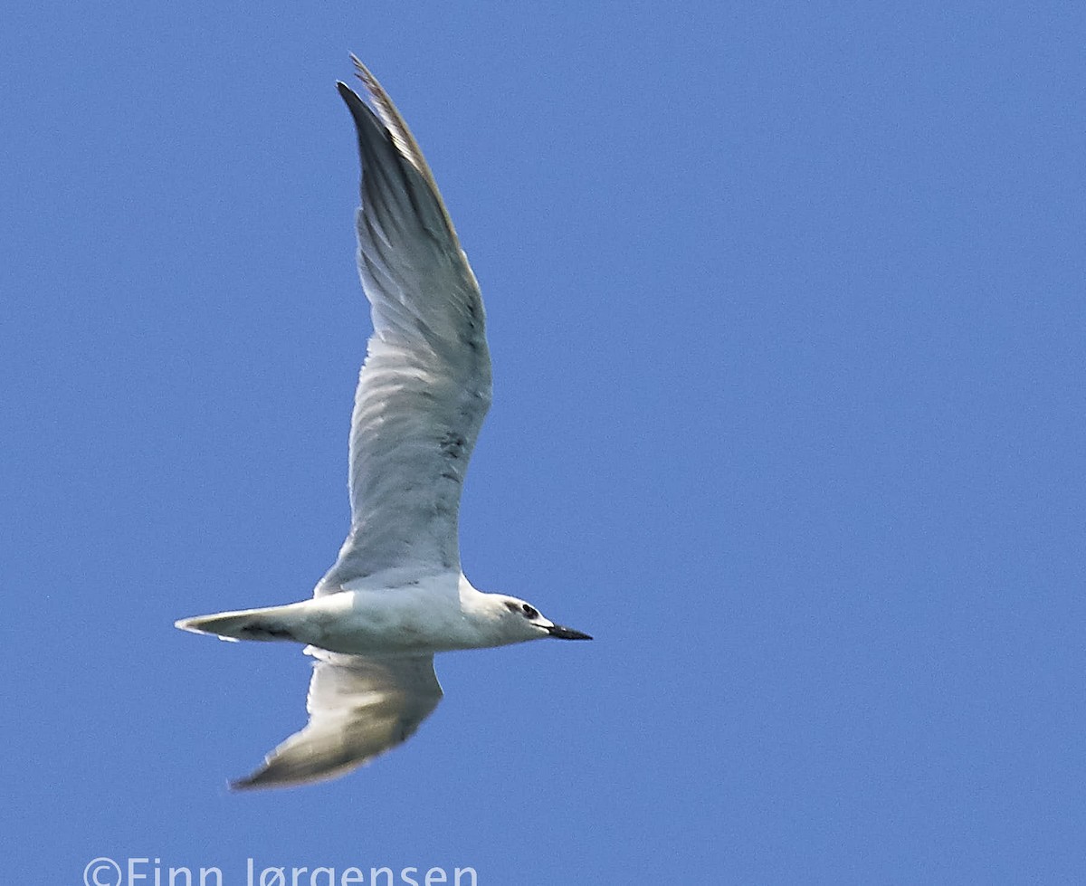 Gull-billed Tern - Finn Jørgensen