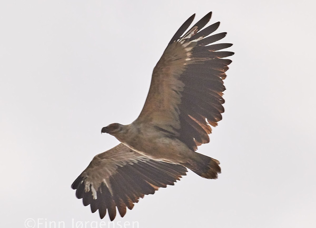 Palmgeier - ML69727541