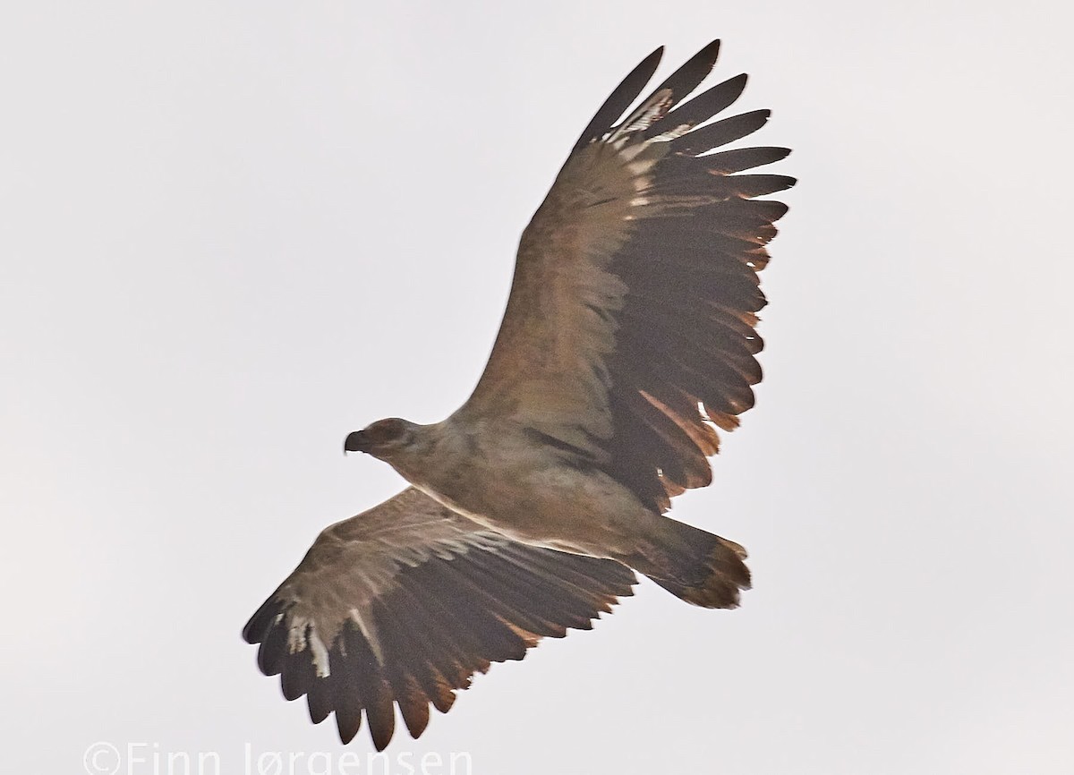 Palm-nut Vulture - Finn Jørgensen