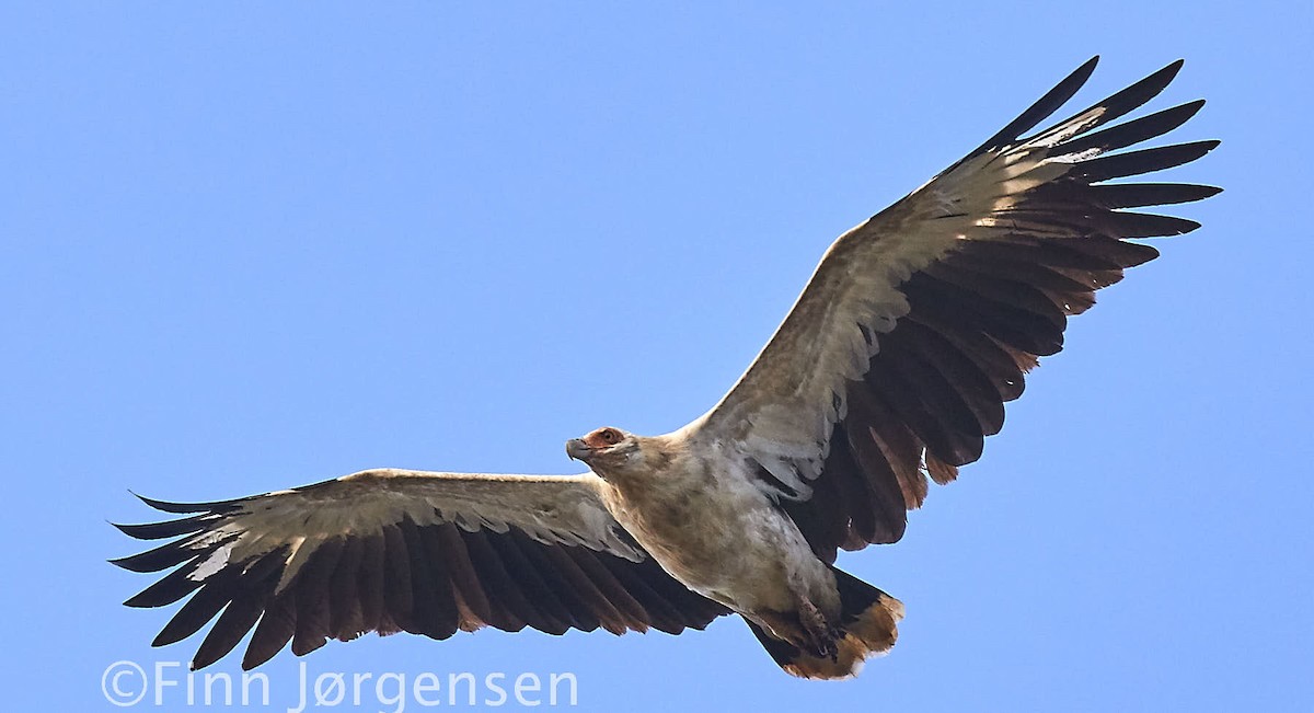 Palm-nut Vulture - Finn Jørgensen