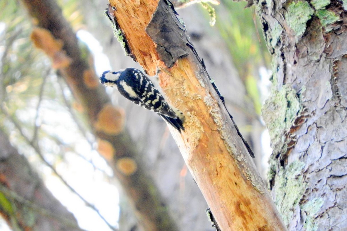 Downy Woodpecker - ML69727821