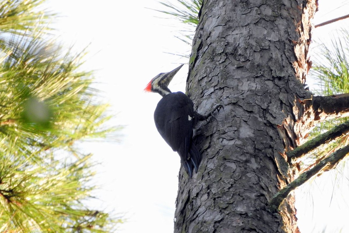 Pileated Woodpecker - ML69727951