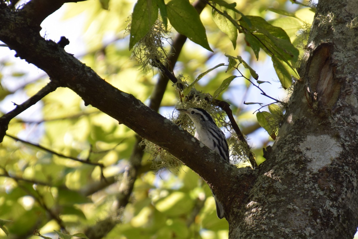Black-and-white Warbler - ML69728461