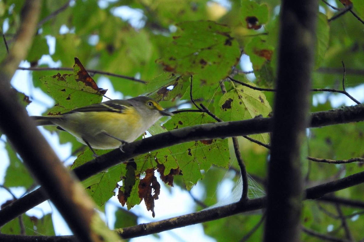 White-eyed Vireo - ML69728771
