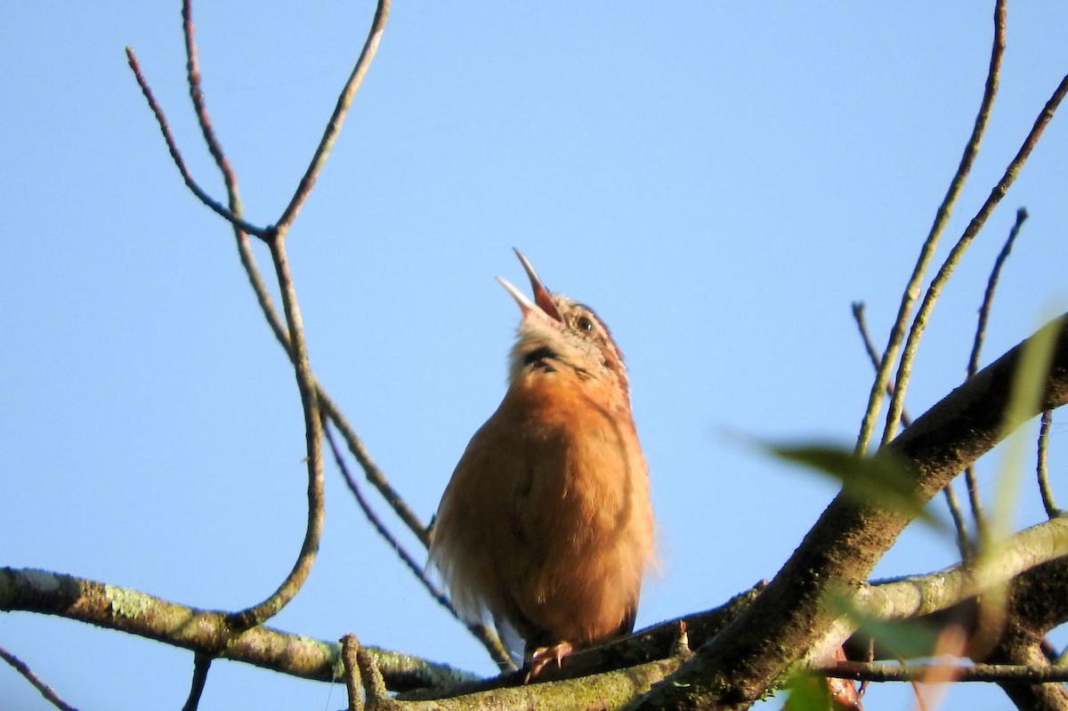 Carolina Wren - ML69728961