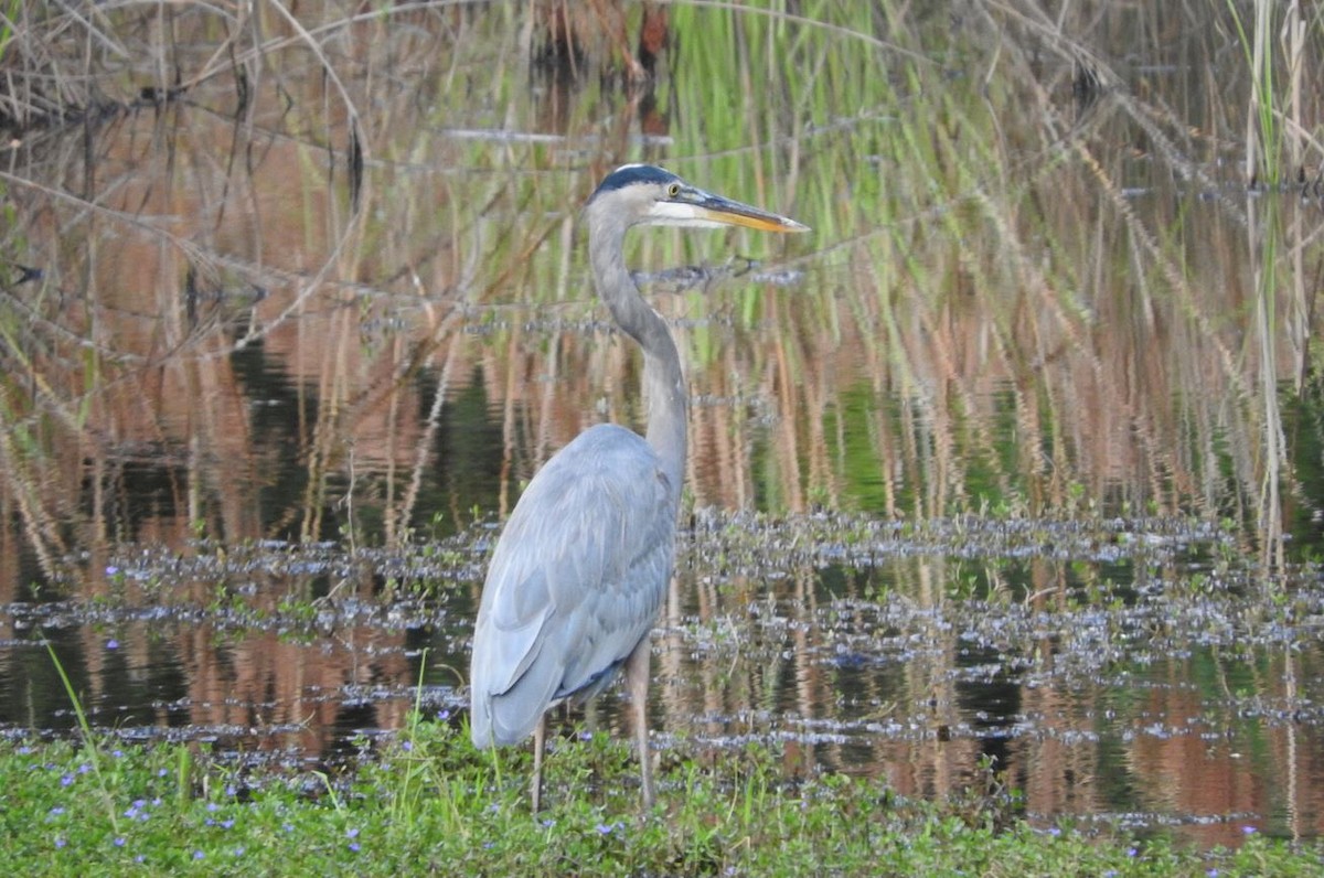 Great Blue Heron - ML69729631