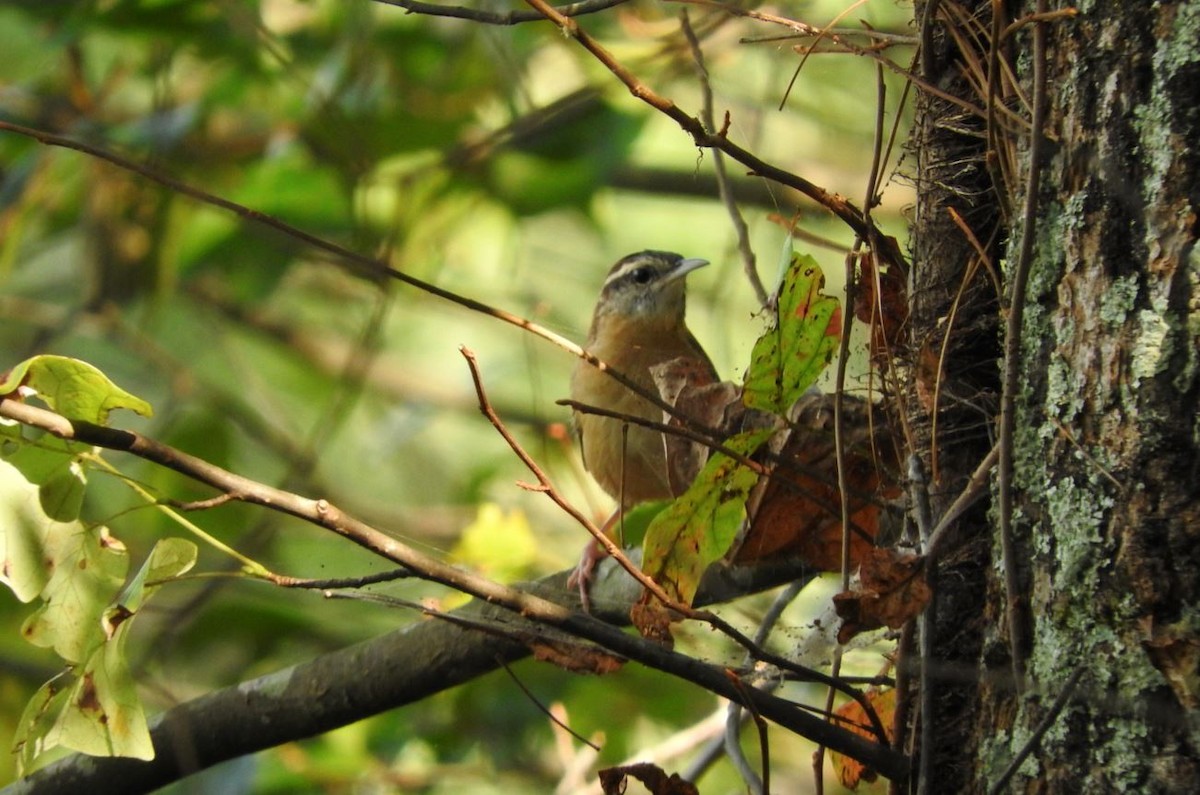 Carolina Wren - ML69729721