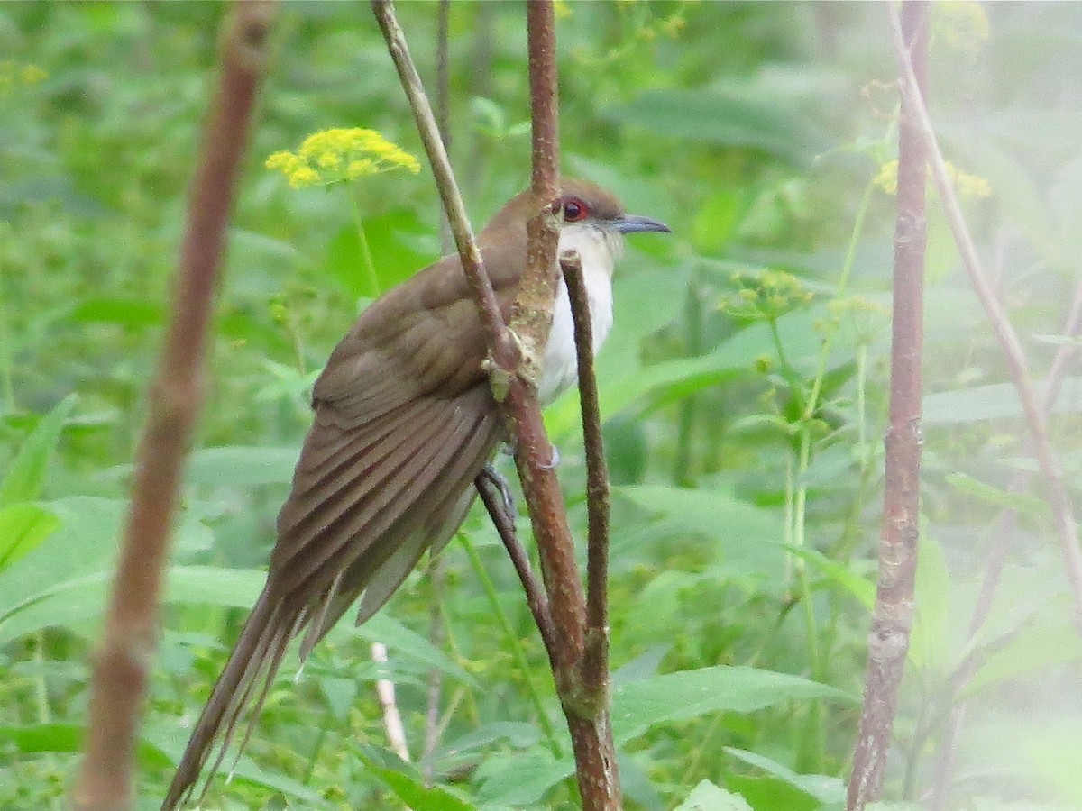 Black-billed Cuckoo - Benjamin Murphy