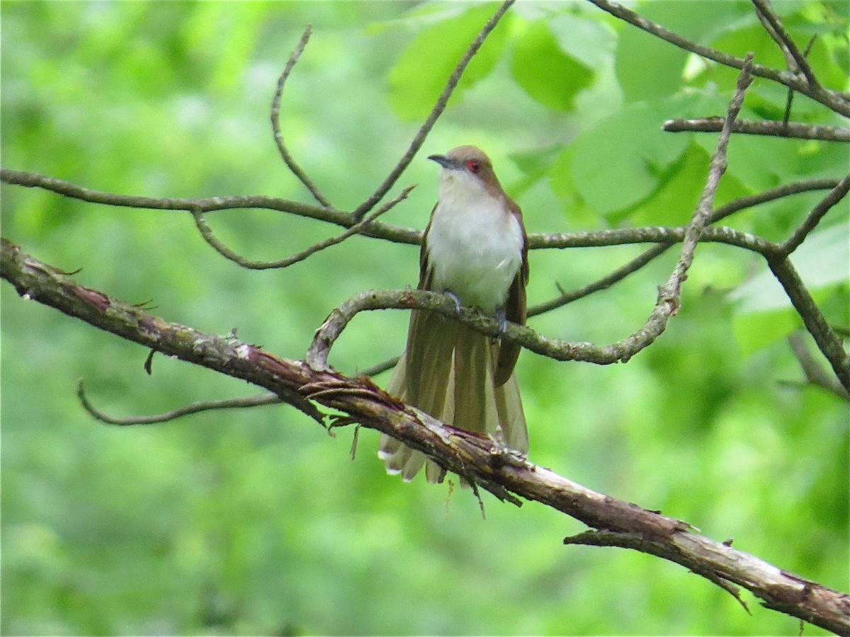 Black-billed Cuckoo - ML69731081