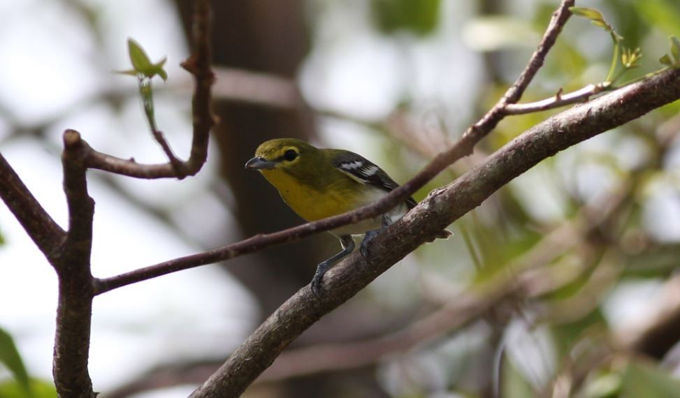 Yellow-throated Vireo - ML69731351