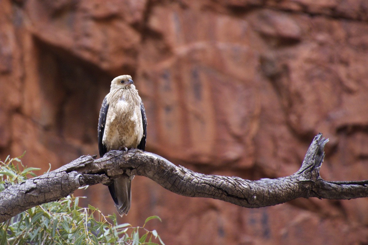 Whistling Kite - Jean Broadhvest