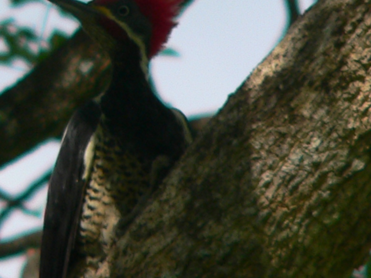 Lineated Woodpecker - ML69732871