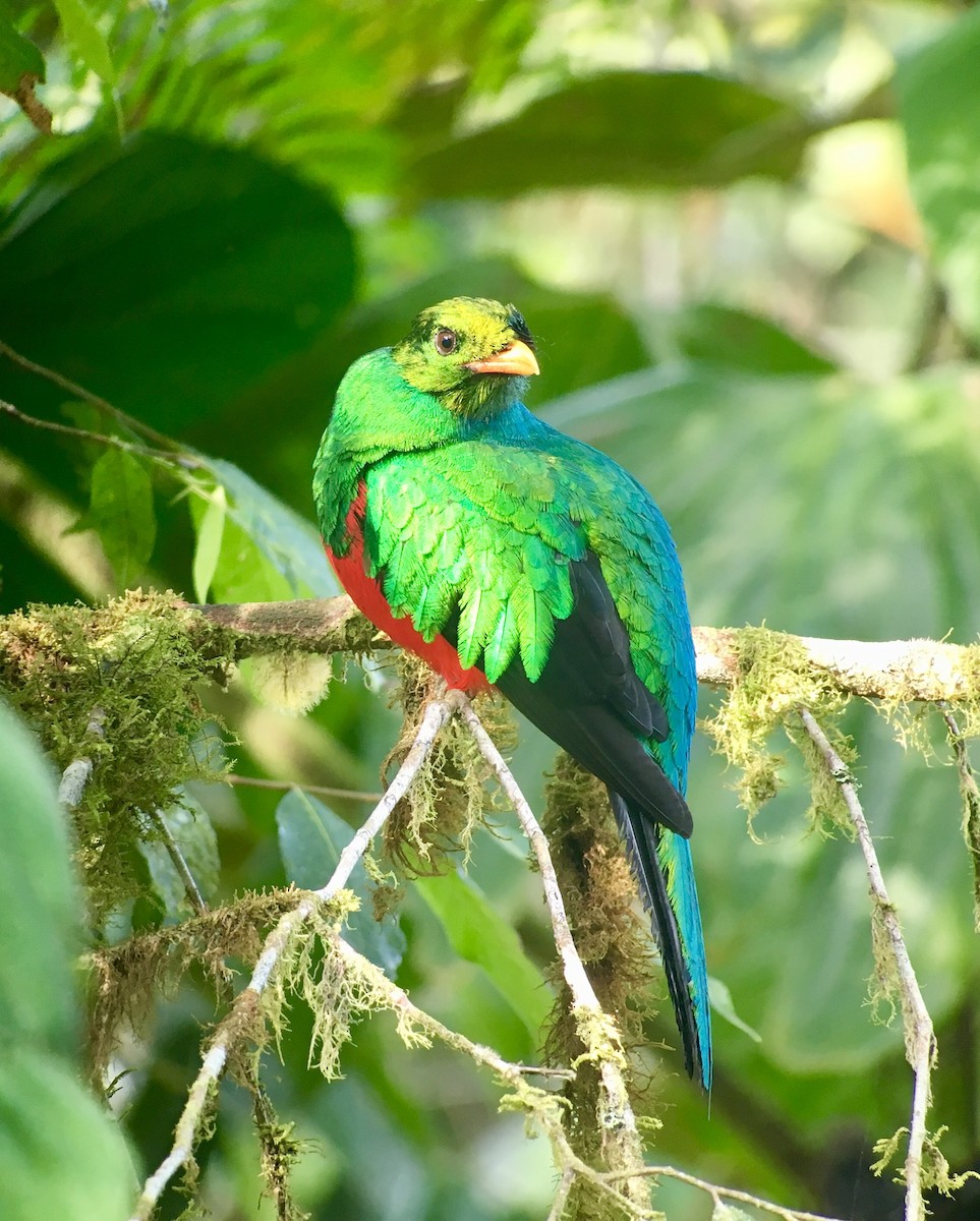 Golden-headed Quetzal - ML69732981