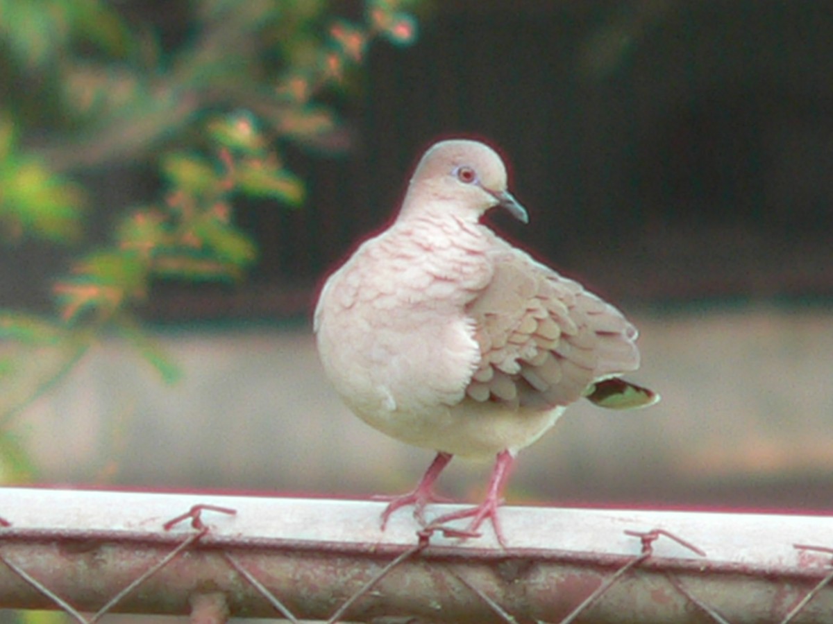 White-tipped Dove - ML69733631