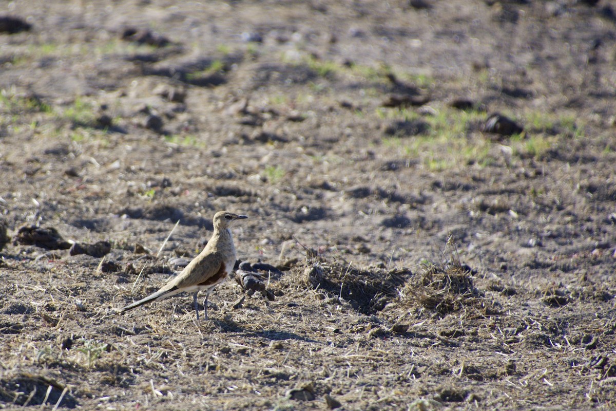 Australian Pratincole - ML69736141