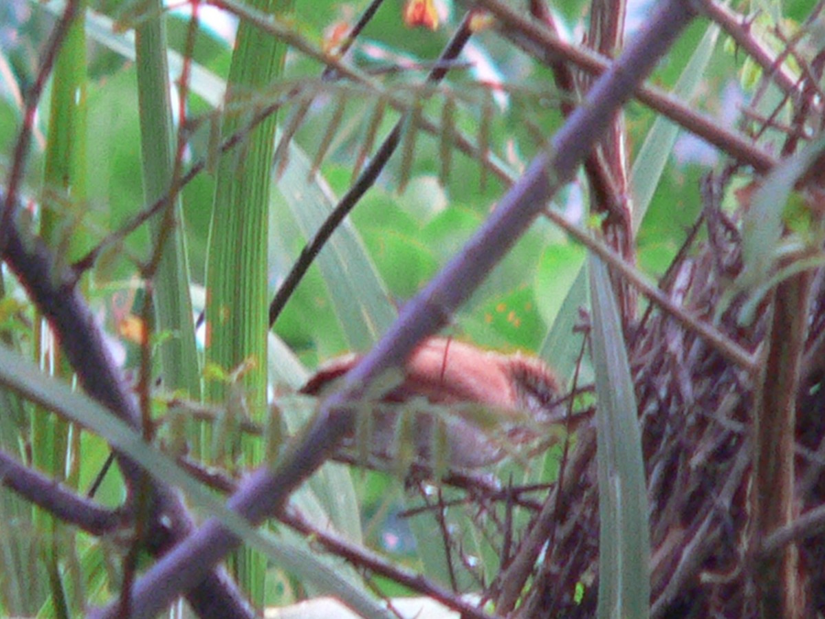 Yellow-chinned Spinetail - ML69736381