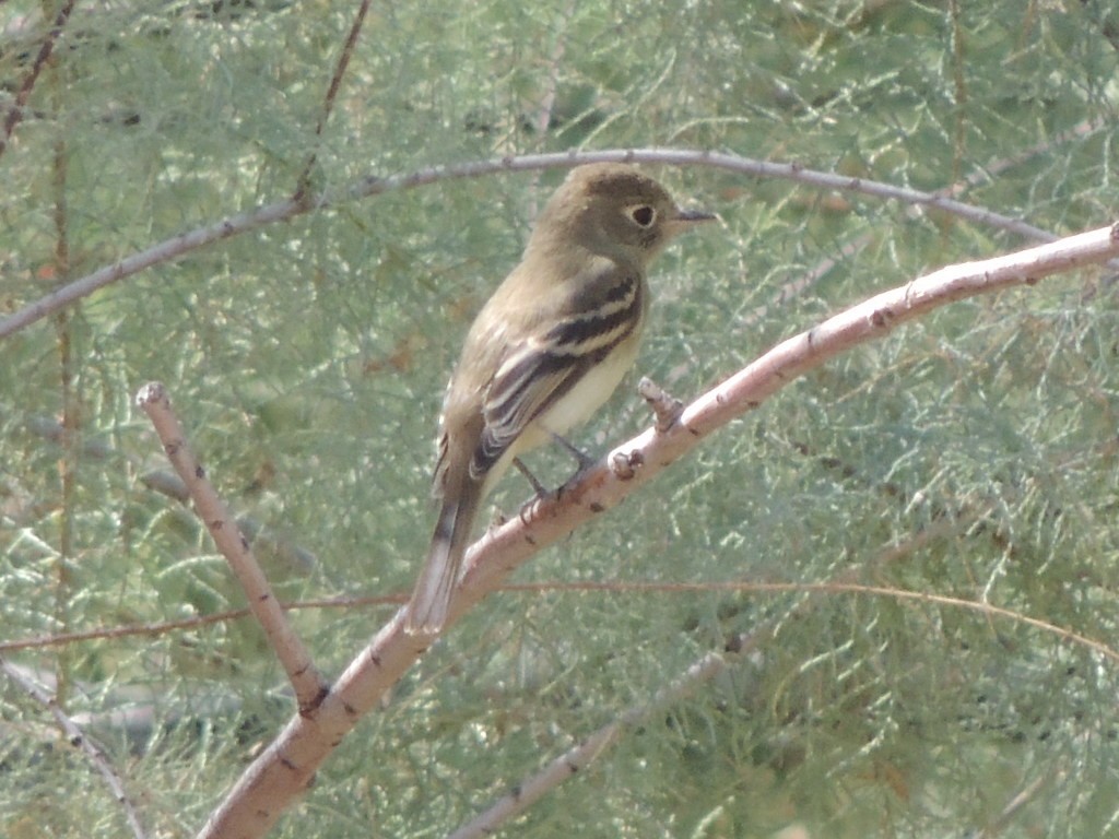 Western Flycatcher (Pacific-slope) - ML69736411